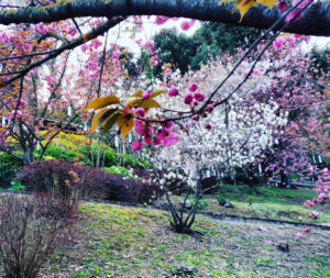 Hanami la contemplazione dei Fiori, Sakura, Ciliegi, Haiku, Ciliegi in Fiore